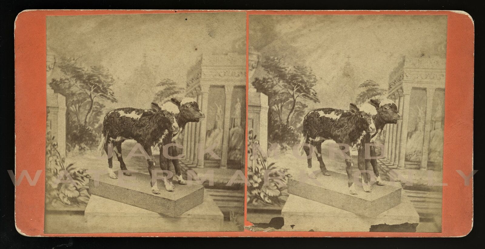 Rare Antique SV Freak Calf 1870s Photo Taxidermy Oddities Victorian Sideshow