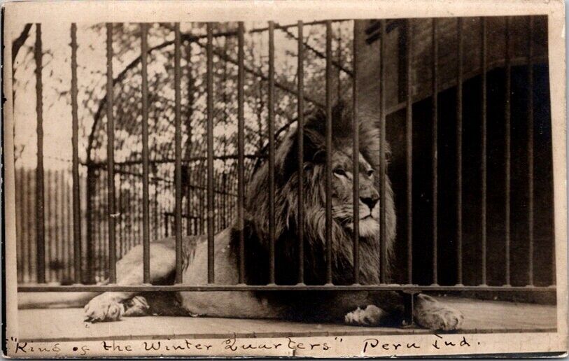 RPPC Postcard Lion King of the Winter Quarters Indiana IN c.1904-1918       1041
