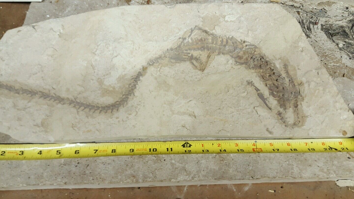 Fossil mesosaurus reptile biggest on ebay
