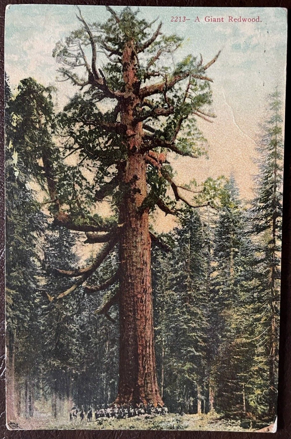 Postcard Giant Redwood Tree Vintage