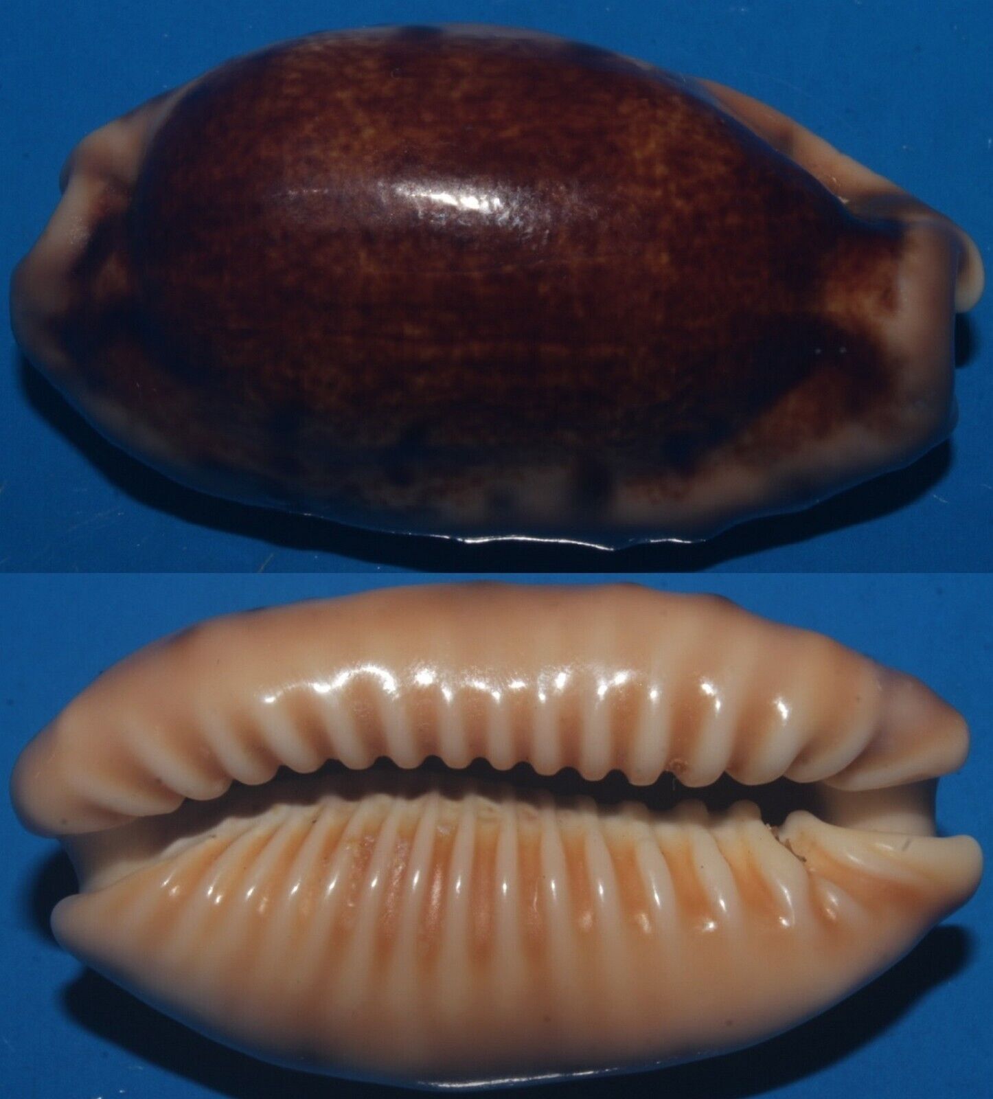 Tonyshells Seashells Cypraea caurica NEW CALEDONIA NIGER 44.7mm F+++/GEM Superb