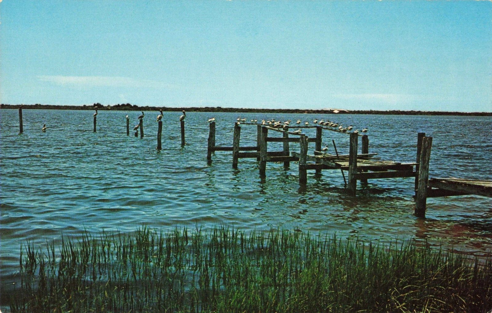 Bradenton FL Florida, Pelicans & Gulls on an Old Pier, Vintage Postcard