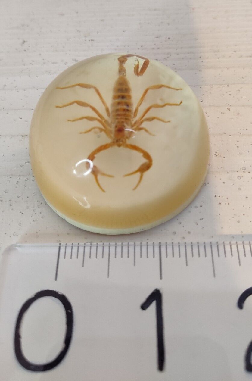 Vintage Collectible REAL SCORPION Round Dome Resin Paperweight USA