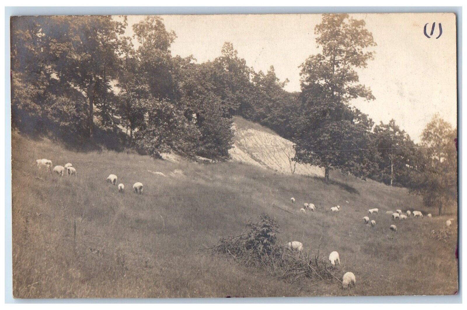 c1905 Forest Scene Trees And Sheep Livonia New York NY RPPC Photo Postcard