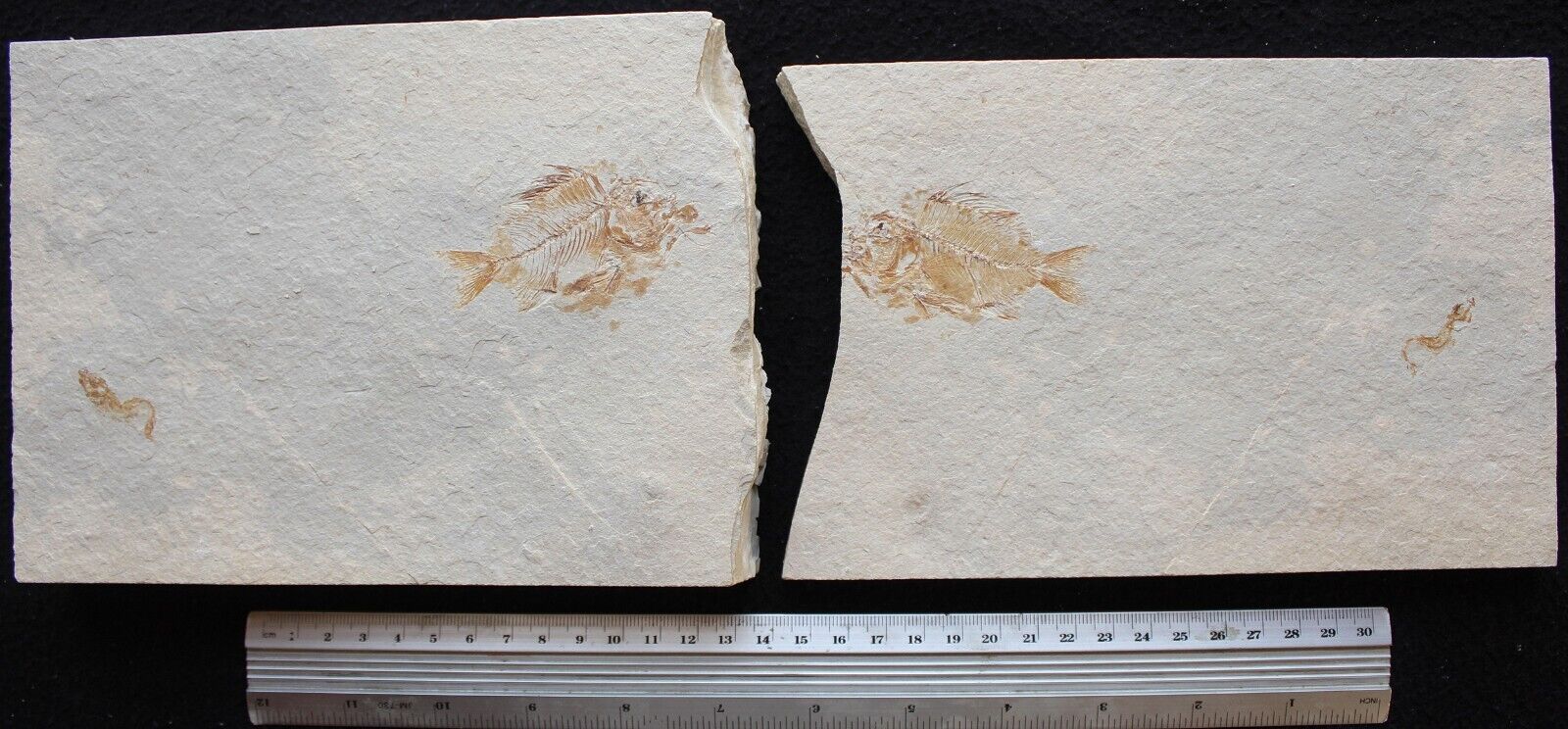 Paracentrus lebanonensis - RARE Excellent Color & Preservation - Fossils Lebanon
