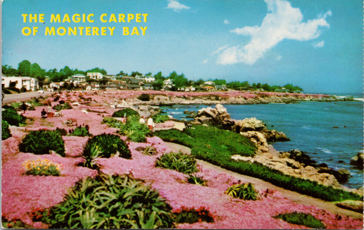 Monterey Bay Pacific Grove CA Magic Carpet Red Pink Unused Vintage Postcard G2