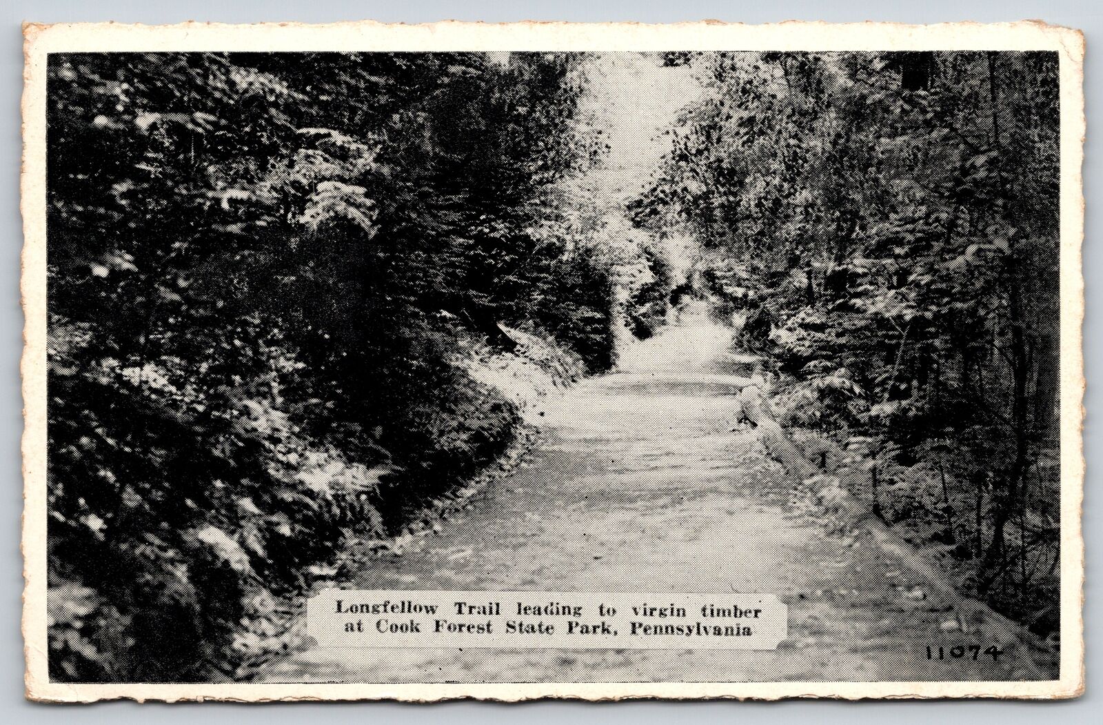 Cook Forest State Park Pennsylvania~Longfellow Trail to Virgin Timber~1940s B&W