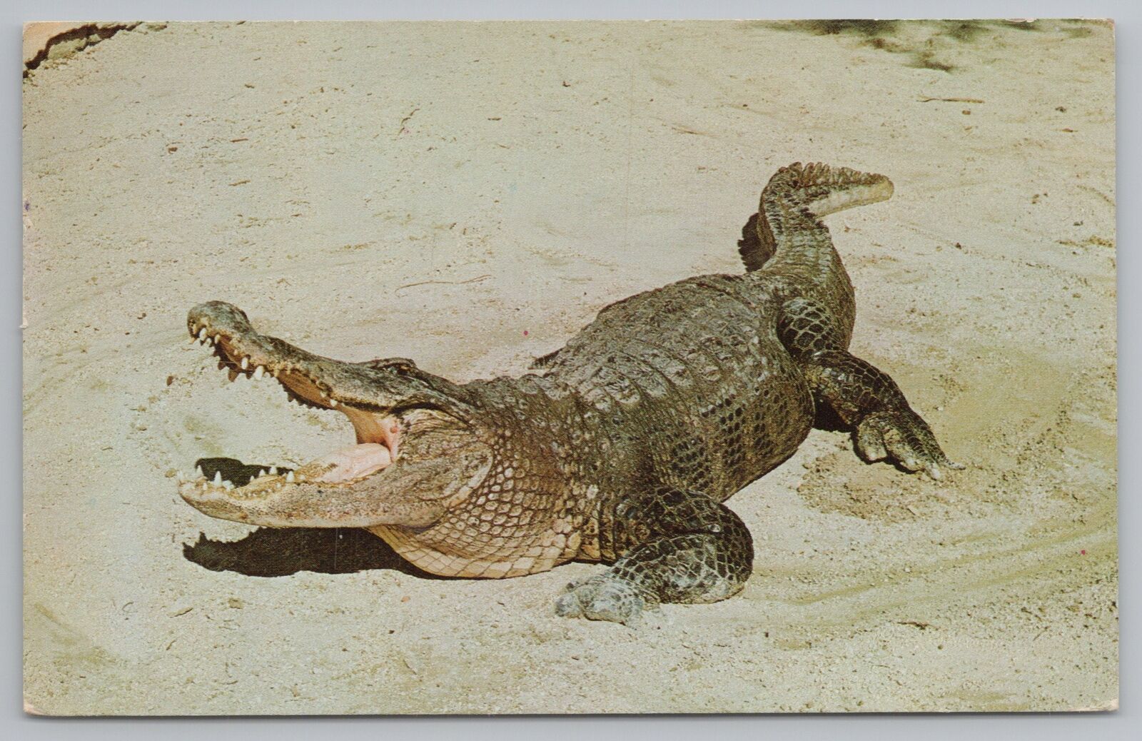 Animal~Alligator Laying In Sand~Full Grown 15 To 20 Feet~PM 1961~Vintage PC