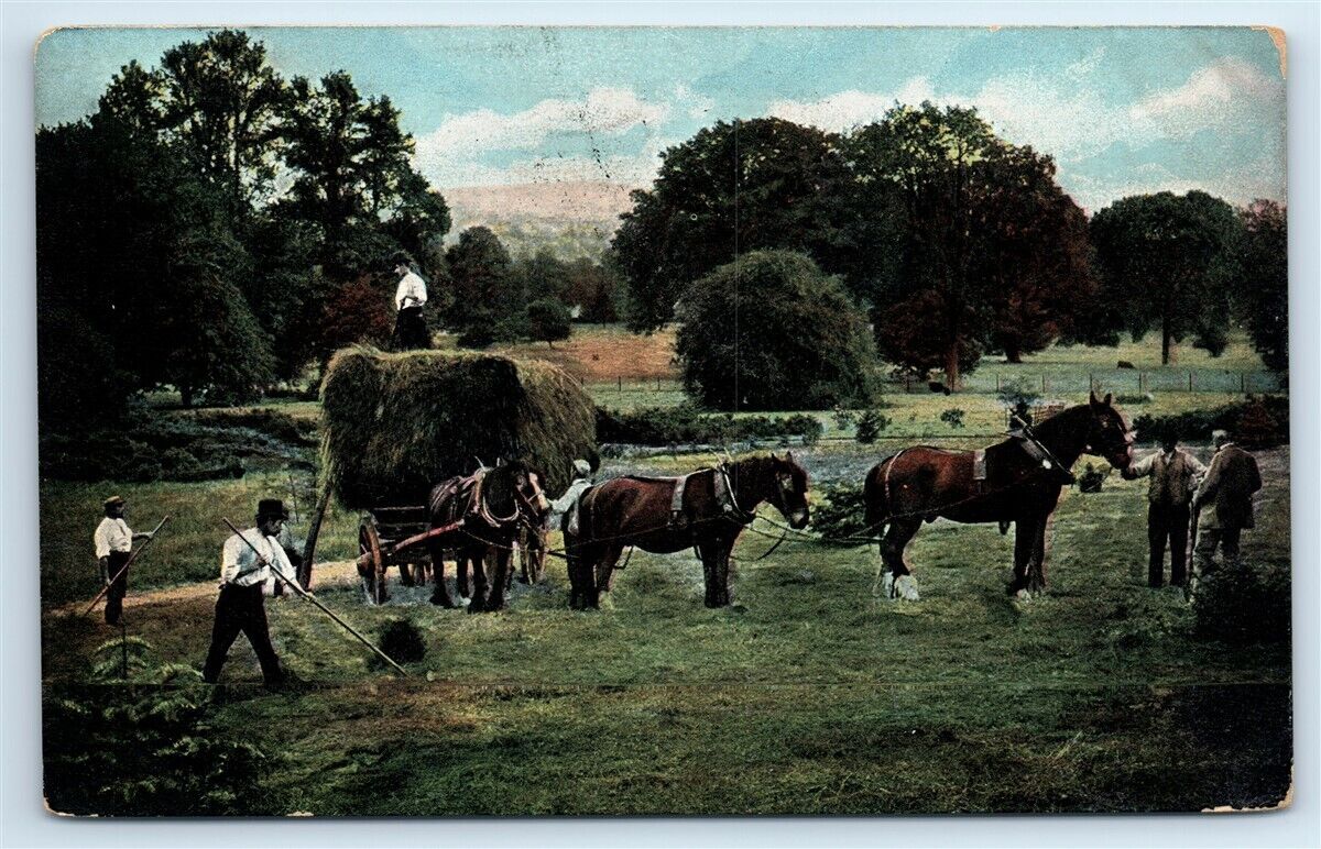 Postcard Famers collecting Hay to place on Horse-Drawn Wagons 1906 J99