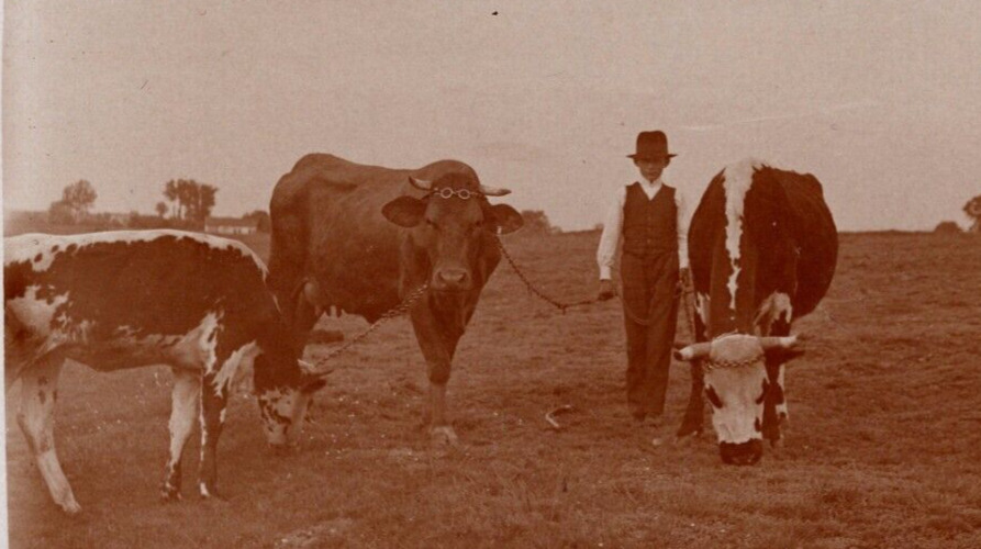 RPPC Boy In A Field w/ Cattle Bulls Cow Landscape View VINTAGE Postcard