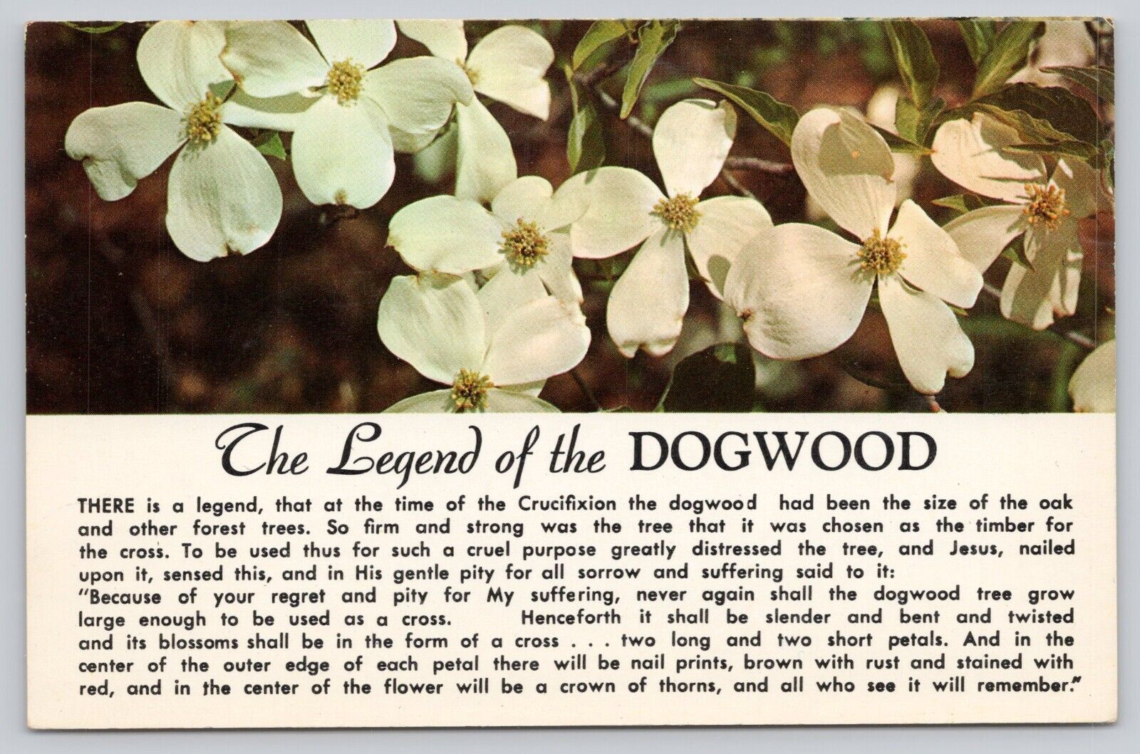 The Legend of the Dogwood Vintage Postcard