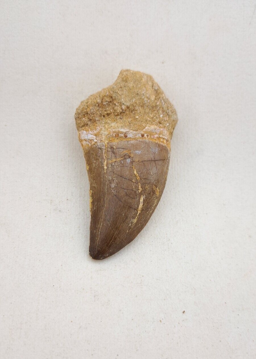 3.1 Inche Rare Mosasaur Tooth Fossil Prognathodon  teeth Morocco Fossilized #E86