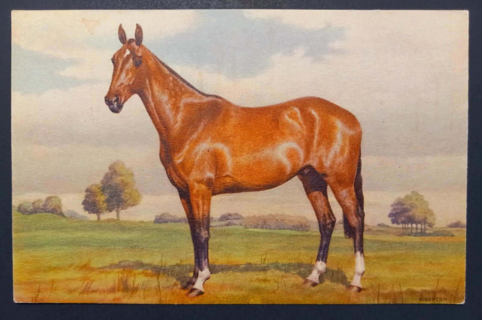 Postcard Horse by Stehli Brothers Switzerland, Antique No. 146 A/S Alderson