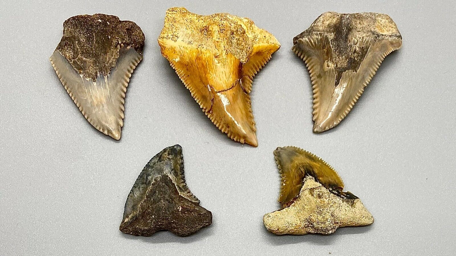 Group - 5 beautiful and colorful Fossil EXTINCT SNAGGLETOOTH Shark Teeth-Indo