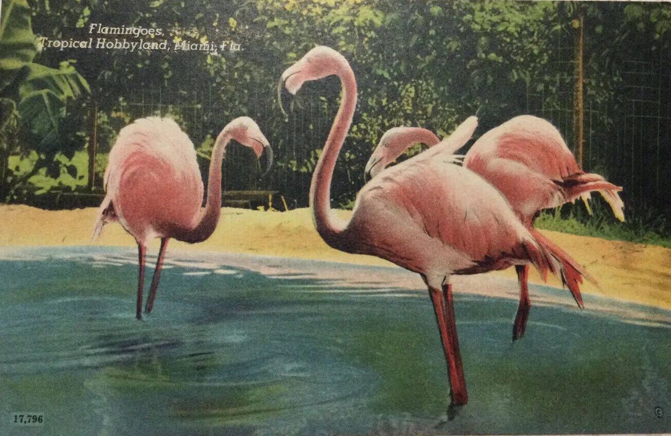 Vintage Postcard ~ Pink Flamingos Bathing At Tropical Hobbyland Miami Florida Fl