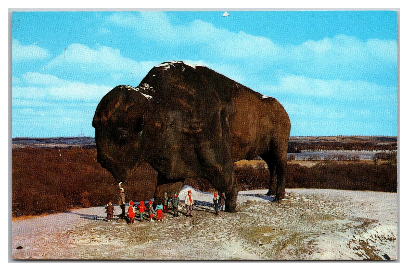 World\'s Largest Buffalo Postcard