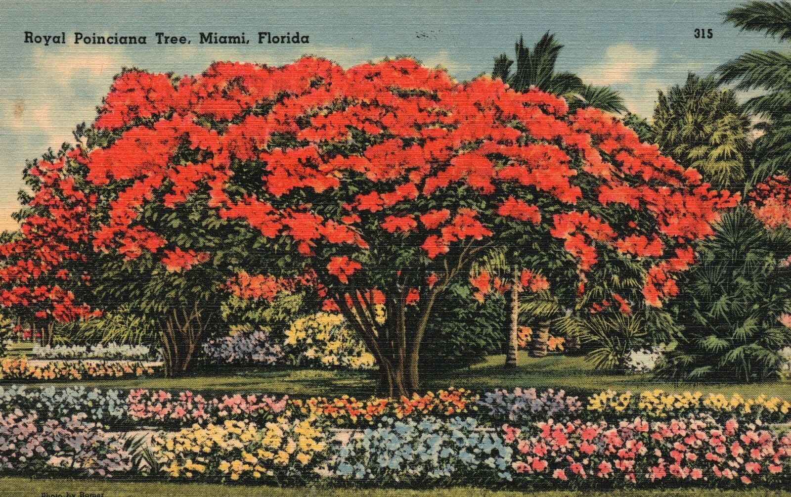 Vintage Postcard 1930\'s Royal Poinciana Tree Colorful Child Of Nature Miami FL