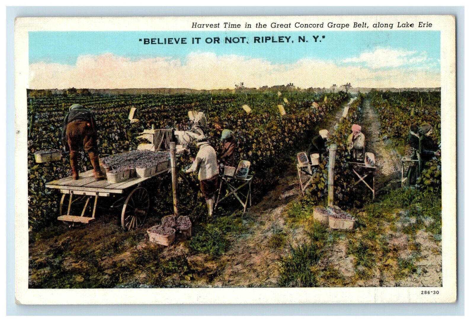 Harvest Time In The Great Control Grape Belt Along Lake Erie Ripley NY Postcard