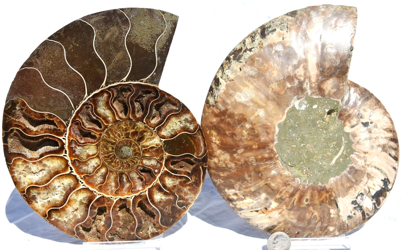 Large Ammonite Pair Multi Color Crystals 184mm XXXLG 7.2\