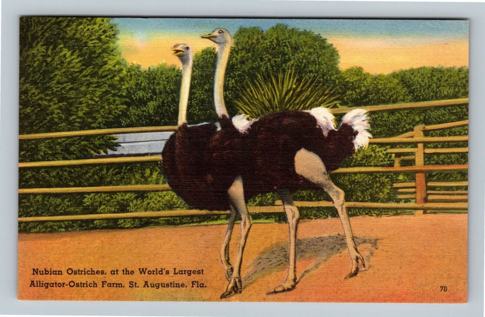 St Augustine FL Nubian Ostriches Alligator Ostrich Farm Florida Vintage Postcard