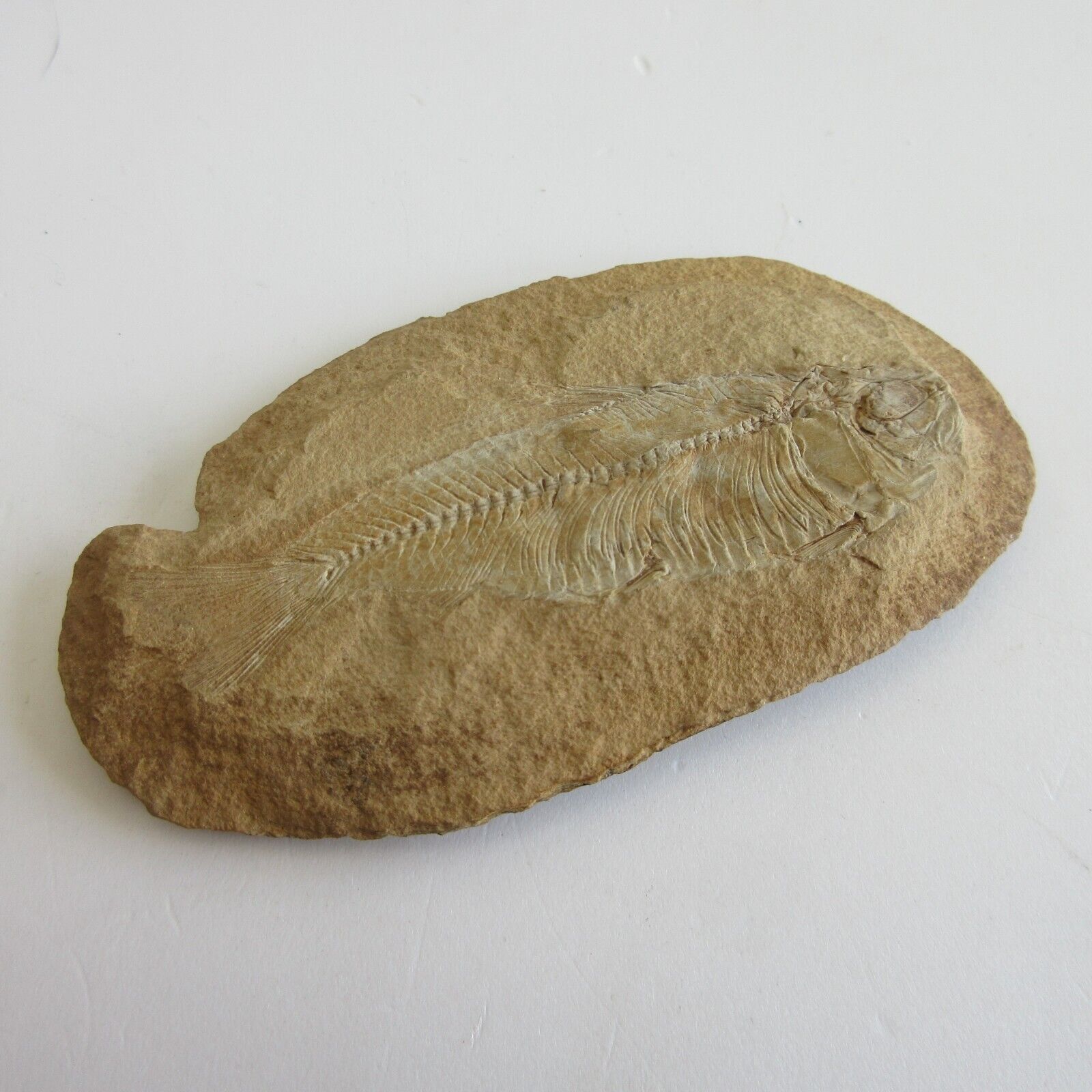 prehistoric fish fossil - stone art