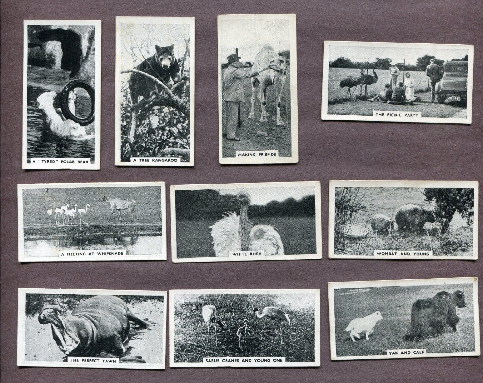 1934 MAJOR DRAPKIN CIGARETTES LIFE AT WHIPSNADE ZOO 10 TOBACCO CARD LOT