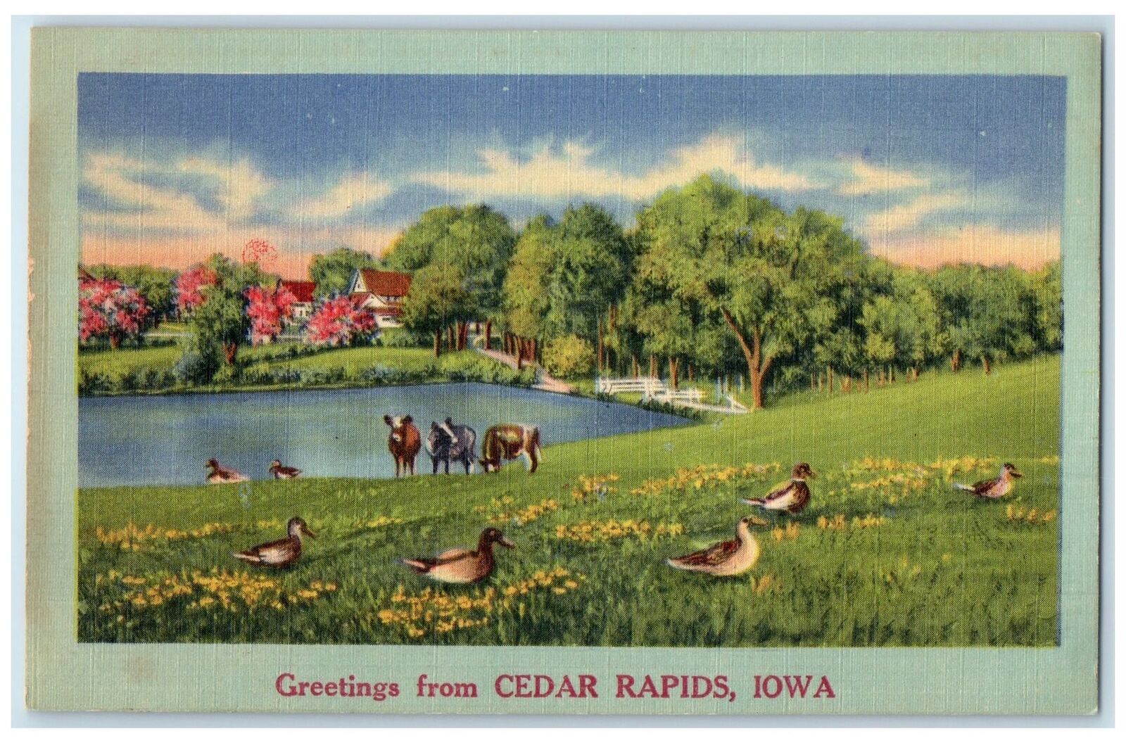 c1940\'s Greetings From Cedar Rapids Iowa IA Unposted Cows And Ducks Postcard