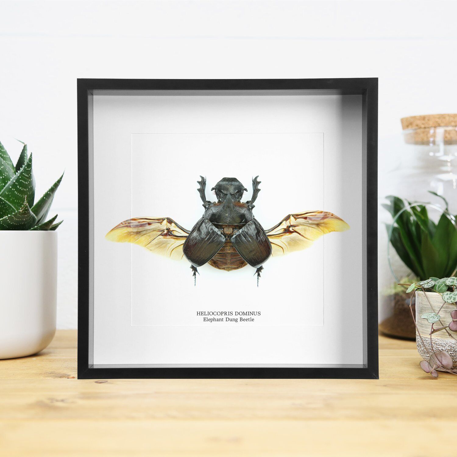 Elephant Dung Beetle (Spread Wings)  Bug Handcrafted Entomology taxidermy Frame