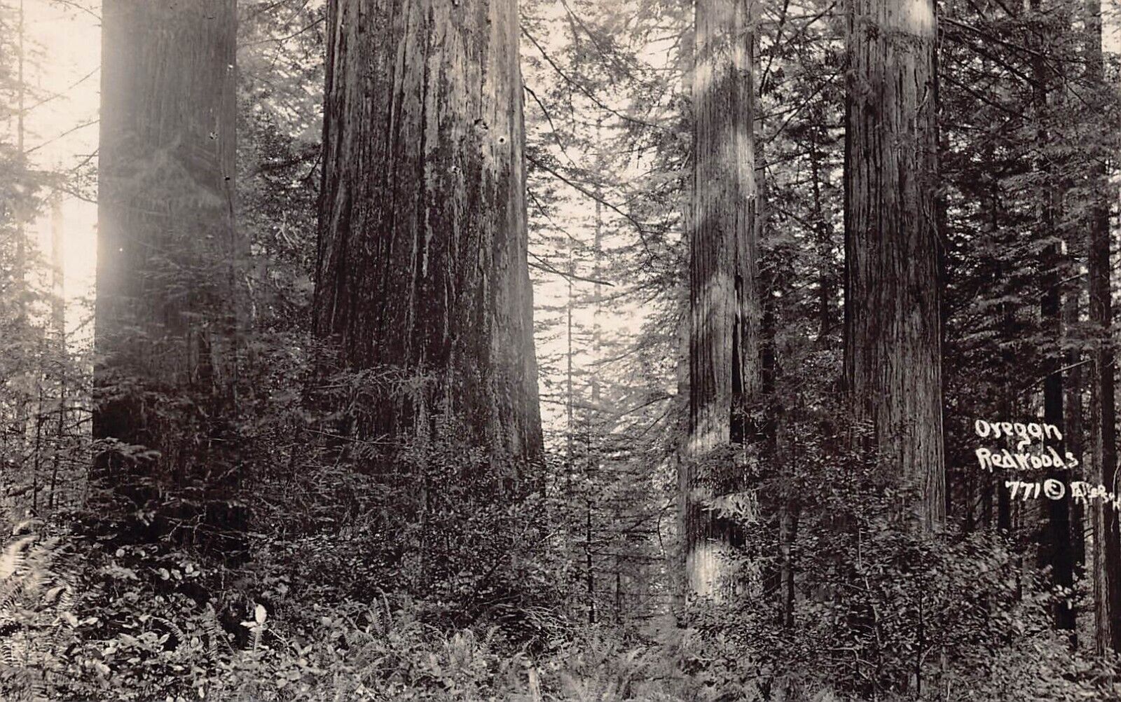 RPPC Brookings OR Oregon Redwoods Lumber Logging Curry County Photo Postcard B38
