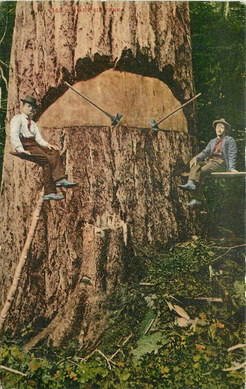 Parkland Washington Logging Mitchell Big Tree1909 Occupational Postcard 21-7435