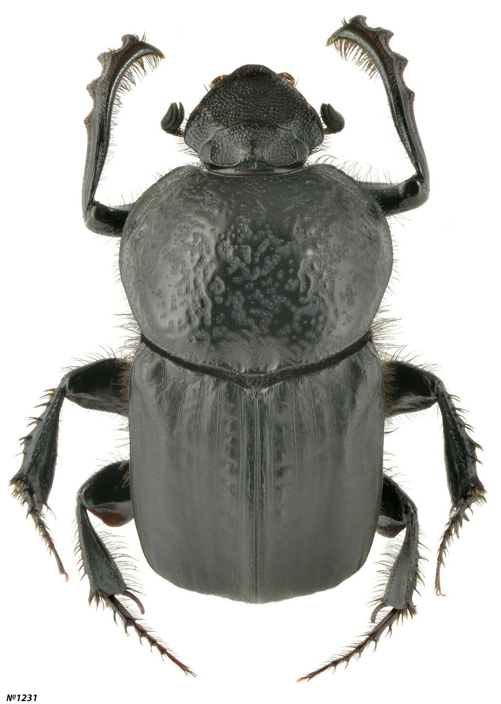 Coleoptera Scarabaeidae Onitis ion Morocco 15mm
