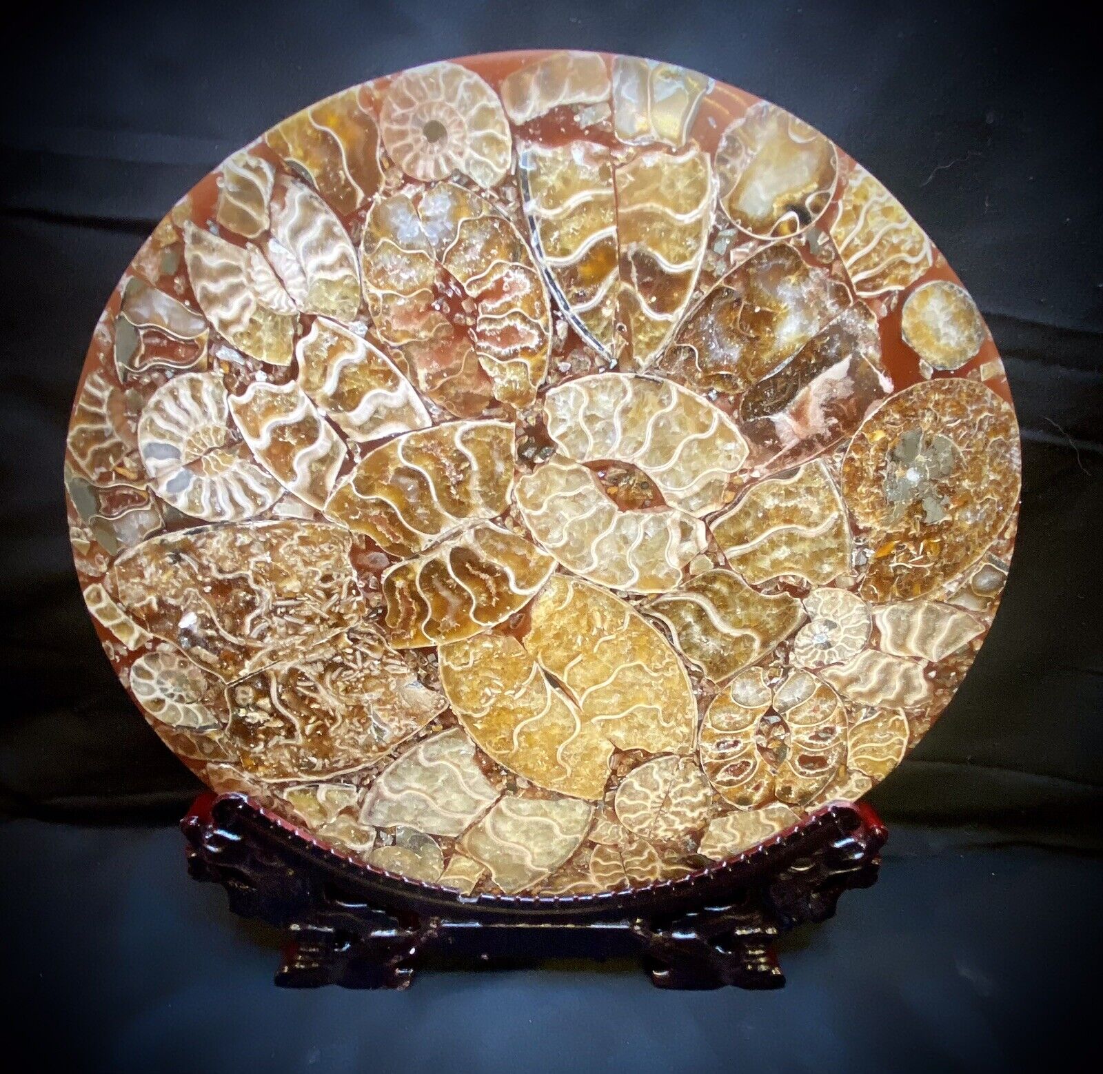 Large Ammonite In Resin Disc W/Stand