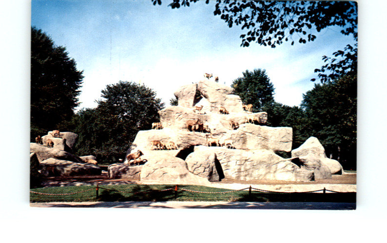 Postcard - Aoudads - Sheep - Zoological Park - Detroit Michigan - MI