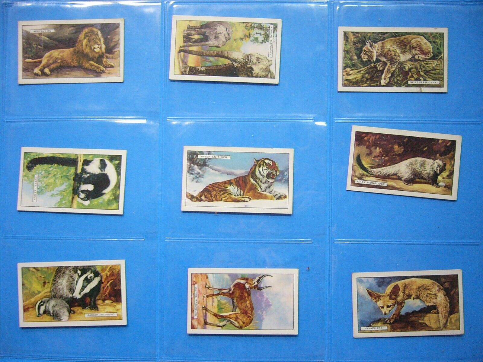 FULL SET 48 1938 GALLAHER LIMITED VIRGINIA HOUSE WILD ANIMALS CARDS 48/48 NICE