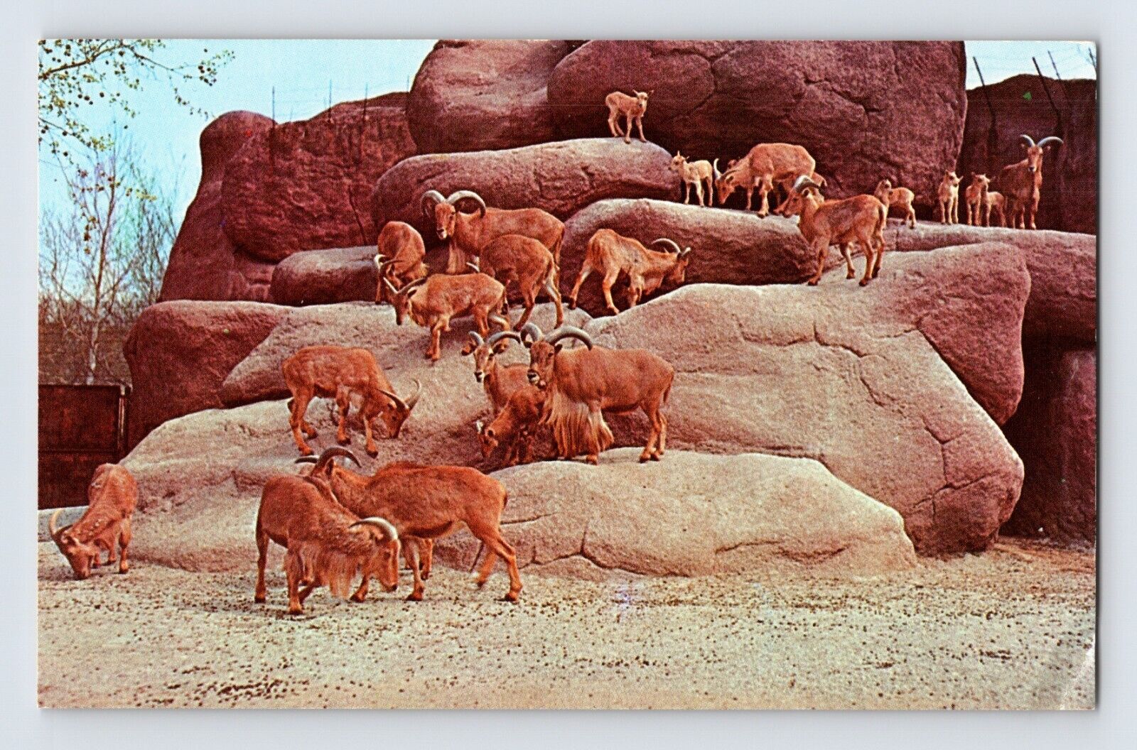 Postcard Missouri St Louis MO Aoudads Barbary Sheep Zoo 1970s Unposted Chrome
