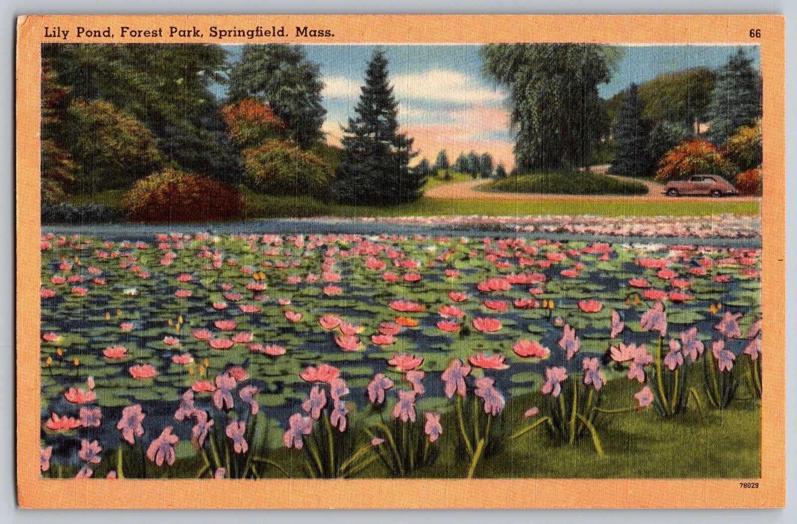 Springfield, Massachusetts MA - Lily Pond - Forest Park - Vintage Postcard