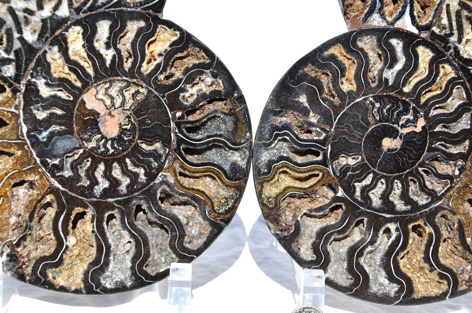 Large Ammonite Split PAIR Crystals XXL 7.6\