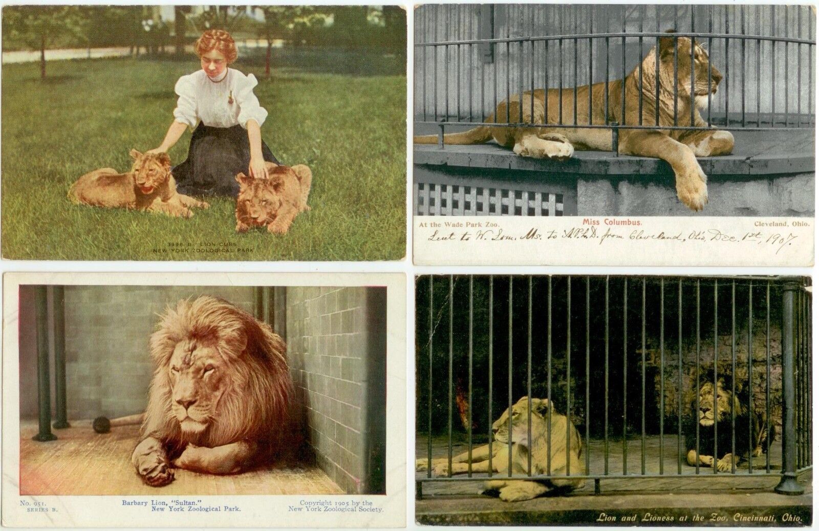 c1905-10 zoo postcards with lions