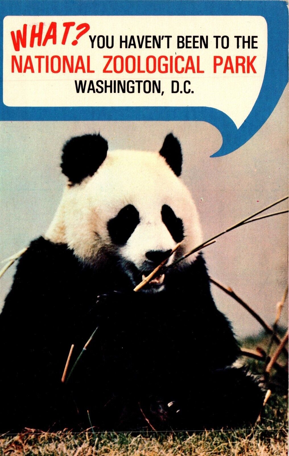 Washington DC National Zoological Park Zoo Giant Panda Bear Ling Ling Postcard