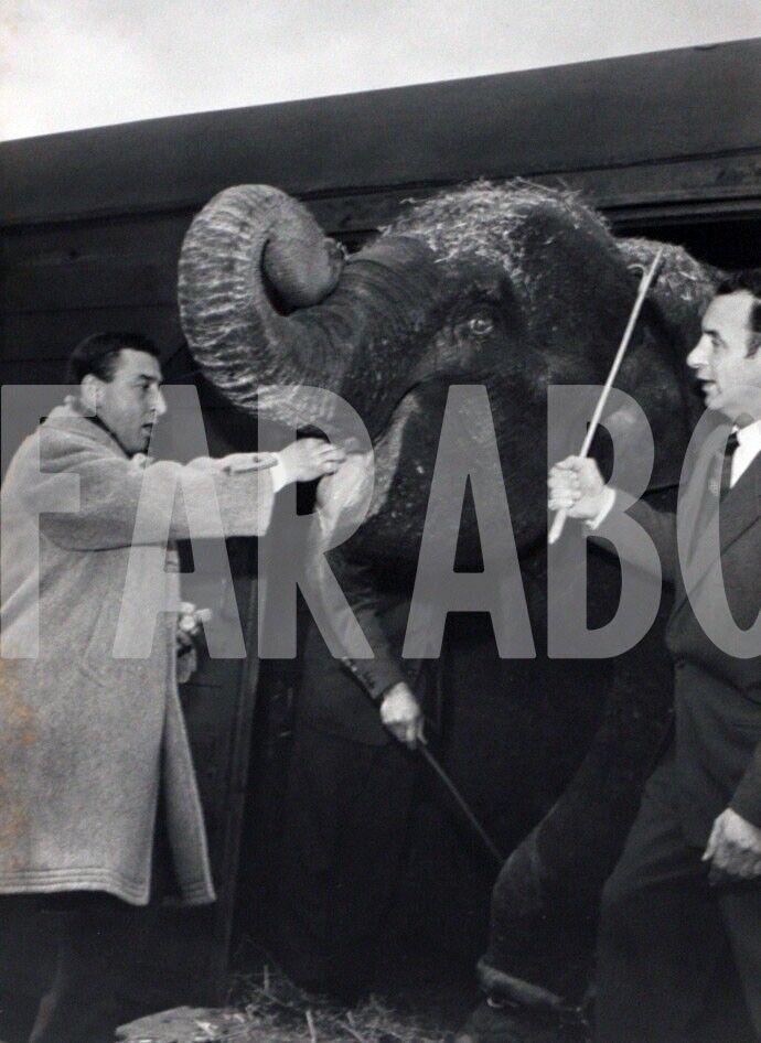 Vintage Press Photo Animals, Renato Rascel With L\'Elephant, 1960, print