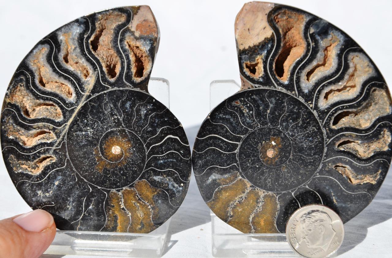 9955 RARE 1in100 BLACK Ammonite PAIR Deep Crystals 110myo FOSSIL MED 75mm 3.0\