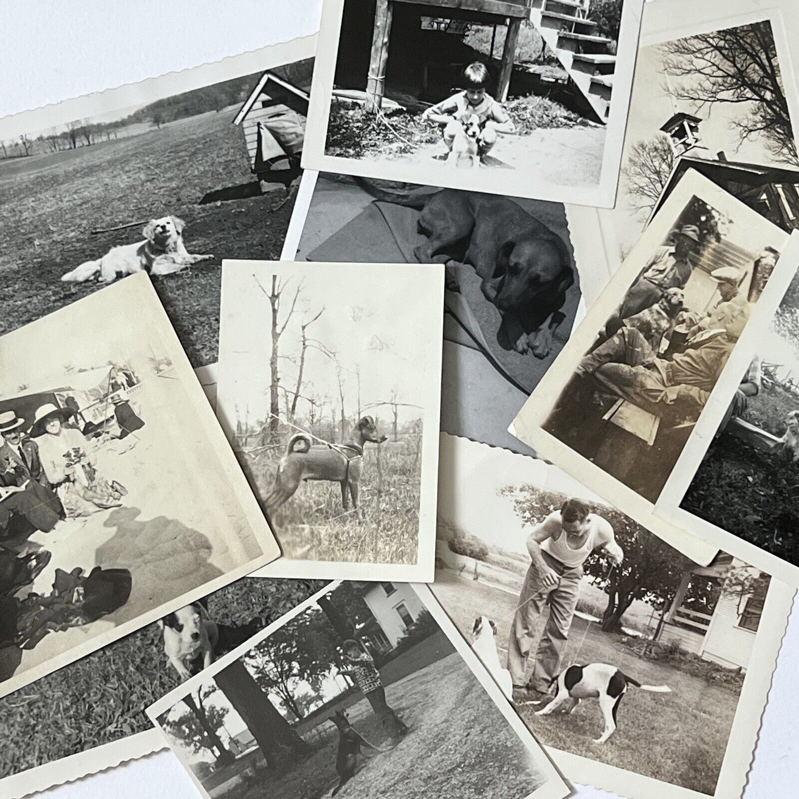 Vintage B&W Sepia Snapshot Dog Photograph Lot Collection of 11 Adorable Dogs
