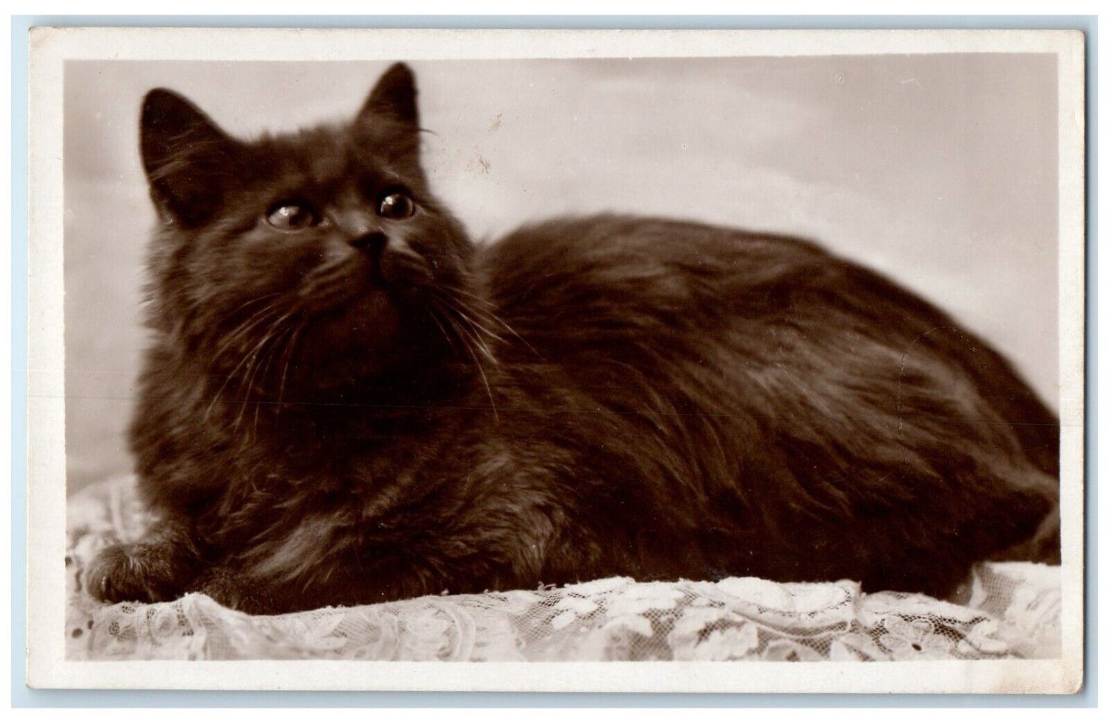 c1910's Cute Haired Cat RPPC Photo Animals Posted Antique Postcard