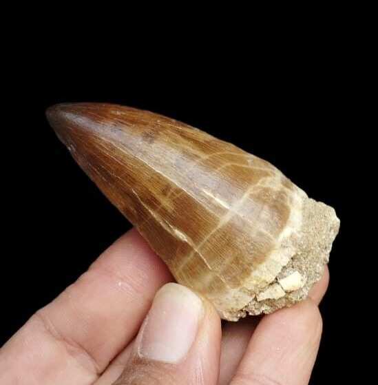 Great Monster Mosasaur Fossil tooth