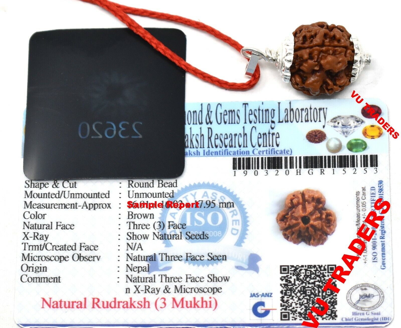 3 Mukhi Rudraksha / Three Face Rudraksh Nepal Bead Lab Certified Size 15 - 17 MM