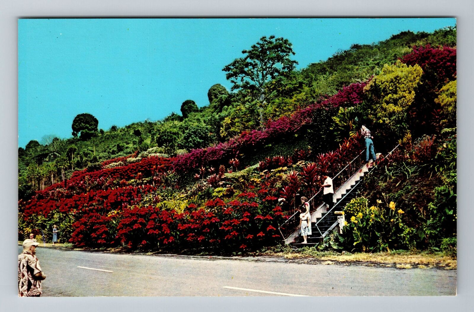 Kealakekua HI-Hawaii, Machado Gardens Vintage Souvenir Postcard