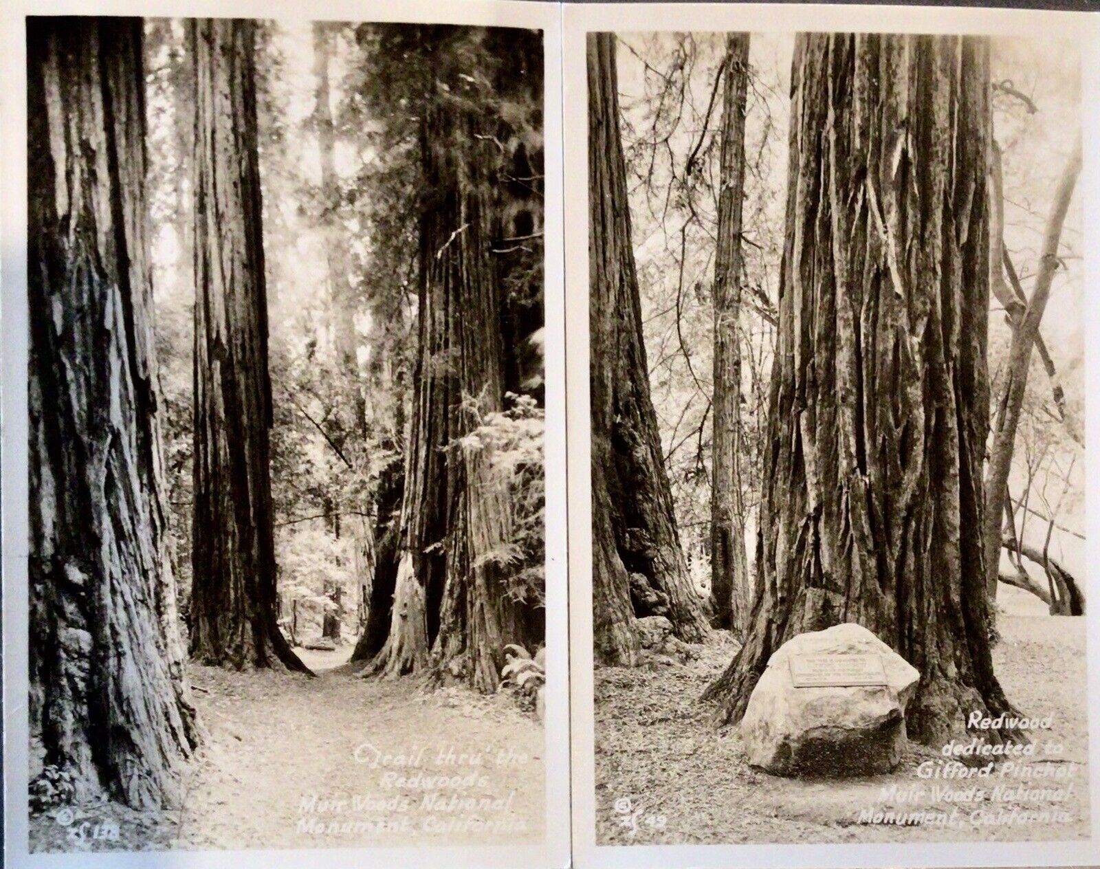 ZAN STARK Photo Postcards  Very Collectible  Lot Of 2 RPPC Muir Woods Excellent