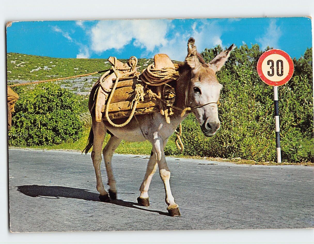 Postcard A Mule