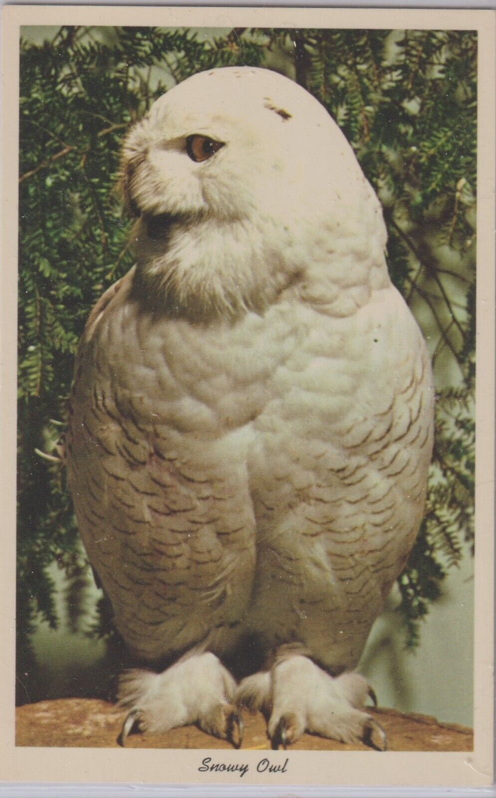 SNOWY OWL - NATIONAL ZOOLOGICAL PARK WASHINGTON D.C. EARLY POST CARD