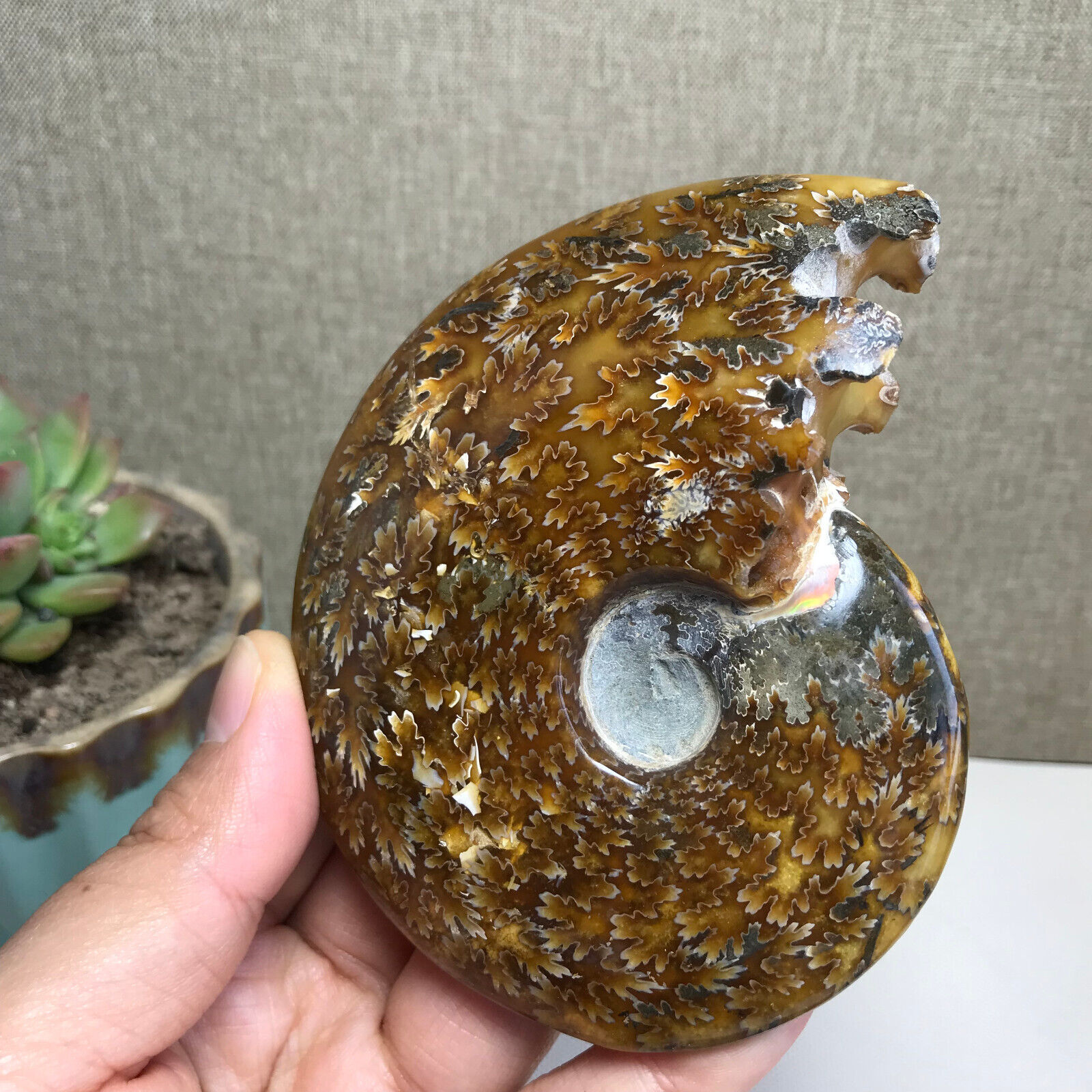 103mm Rare Natural conch Ammonite Crystal mineral original specimens 237g A1037